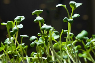 Seed Starting Edible Plants